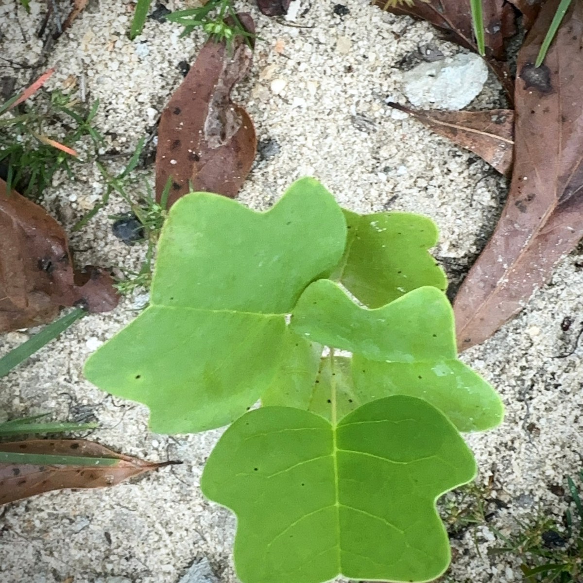 Our Eight-Legged Roomie