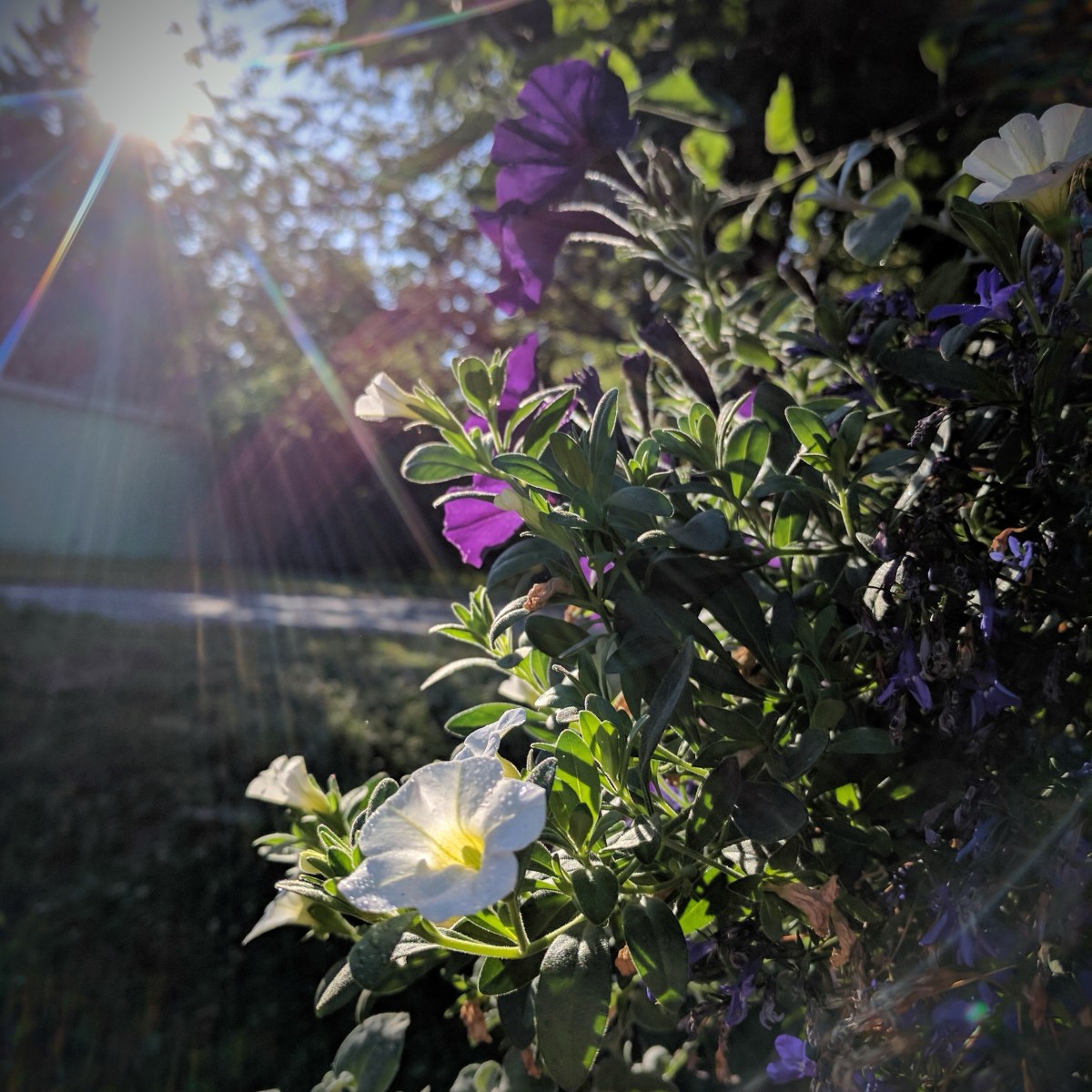 Tears On My&nbsp;Pillow