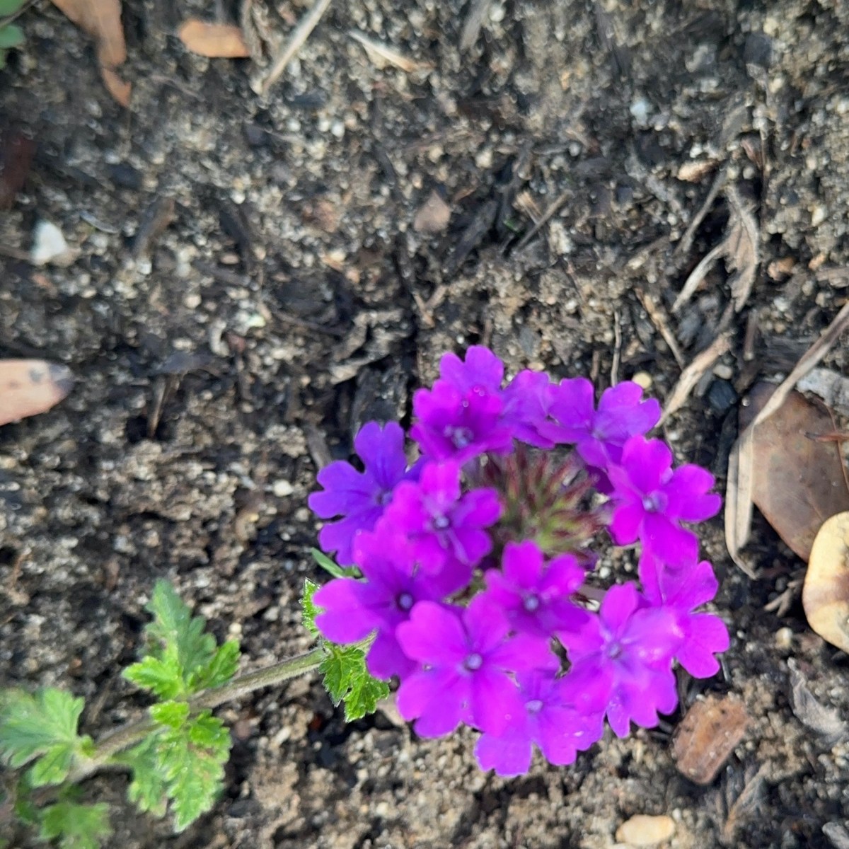 Evenings at Our&nbsp;House