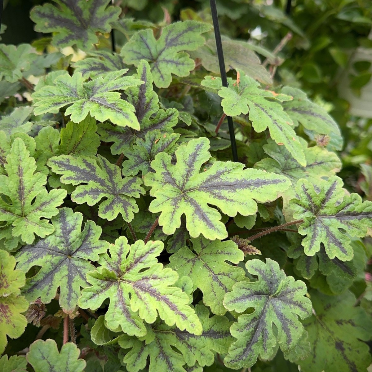 The Race to&nbsp;Fairness